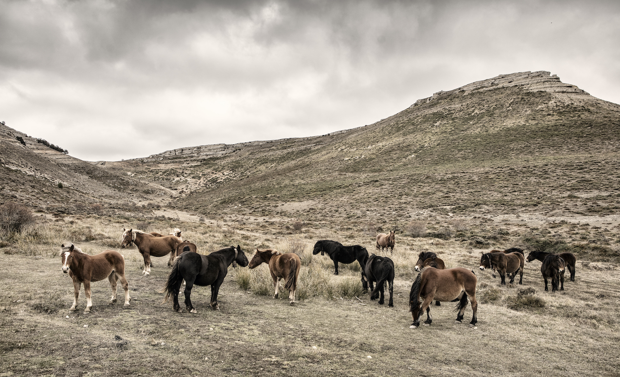 La producción de carne de caballo, de la que León es líder, una actividad ventajosa y sostenible